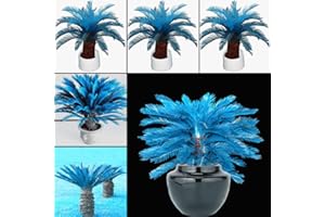 XQXIQI689SY 100 Piezas De Semillas De Palmera De Sagú Azul Cycad Bonsai Plantación Decoración Del Jardín Del Hogar