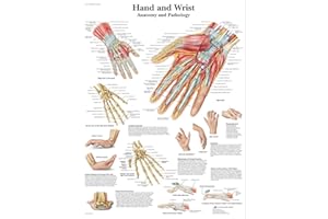 3B Scientific VR1171UU Human Anatomy - Hand and Wrist Anatomy/Pathology Chart, Paper Version, 0.25 cm*50.8 cm*63.5 cm