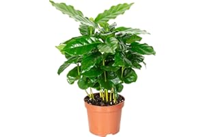 Plante de café – Véritable plante d'intérieur, Coffea Arabica – Hauteur env. 15–20 cm, pot Ø 9 cm