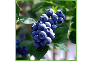 Heidelbeere 'Reka' - Blaubeeren Pflanze mit guten Erträgen auch an schwierigen Standorten. Ein Heidelbeerstrauch mit säuerlich süßen blauen Beeren. Qualitätspflanze im Container von Garten Schlüter