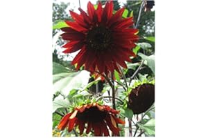 PREMIER SEEDS DIRECT PREMIER SEEDS DIRECT - Sunflower - RED Sun - 240 Finest Seeds