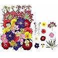 BRIGHTAIL INFRA 30 in 1 Multicolor Dry Pressed Flowers for Epoxy Resin Art Craft, Nail Extensions,Soap,Candle,Scrapbook, DIY, Resin Tray Jewellery, Pendant (30 in 1 Pressed Flowers)