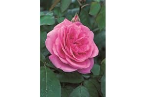 KÜHR BAUM- U. ROSENSCHULEN Englische Rose Gertrude Jekyll im 7 Liter Rosentopf