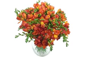 Clare Florist Red Meadows Freesia Fresh Flower Bouquet - Beautiful Freesia in Rich Red Tones