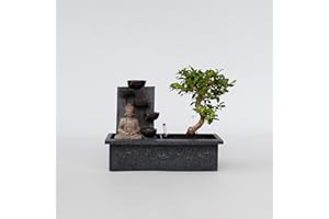 Plant in a Box - Bonsaï avec système d'eau facile à entretenir et cascade sur la statue de Bouddha - Plante d'intérieur - Hauteur 25-35cm