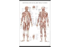 BELLETTI Il Sistema muscolare dell'uomo