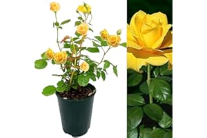 CARBETH PLANTS Rose Bush Sun Spinkles - Floribunda Yellow Rose Bush for The Garden in a 3Litre Pot (1)