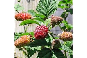 FRUITS OF PERTHSHIRE LOGANBERRY 3L
