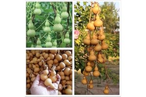 hua xian zi 20 pezzi semi di torsione della mano della zucca di interesse ortaggi biologici in miniatura