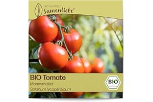 Samenliebe BIO Tomaten Samen alte Sorte Moneymaker Freilandtomate Stabtomate rot 10 Samen samenfestes Gemüse Saatgut für Gewächshaus Freiland und Balkon BIO Gemüsesamen