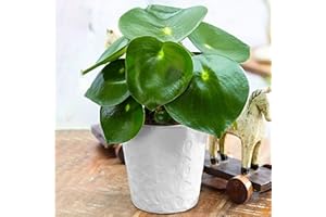 GARDENERSDREAM Peperomia Polybotrya Raindrop | Planta de interior compacta en maceta de peperomia