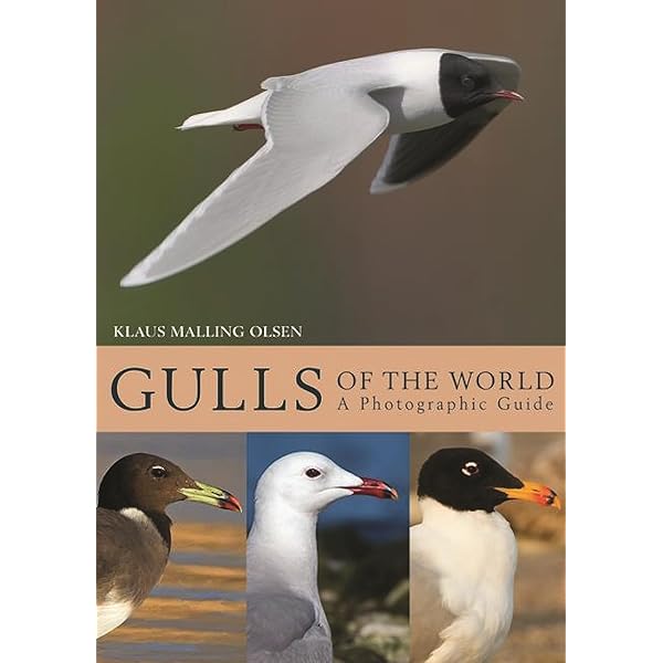 Gulls of Europe, Asia and North America (Helm Identification
