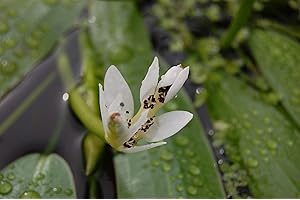 PondPlantsUK Aponogeton Distachyos Deep Water - Pond Plants Water Lilies Aquatic Plants-1 LTR-Bareroot
