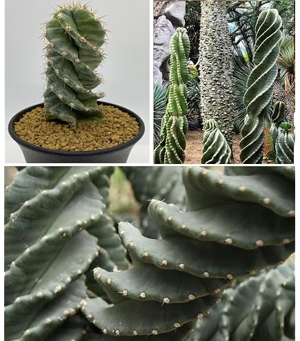 Graines De Melocactus Mix - Cactus Exotiques Rares - Lot De 500 Graines - Facile à Cultiver