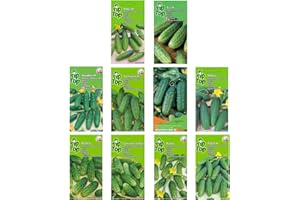 NOJAUS SĖKLOS Nojus Set di semi di cetriolo - 10 varietà - Kit di avviamento di semi di cetriolo vari - 10 confezioni - Semi da giardino Piante Semi BIOLOGICI - Semi Scatola di verdure 10 varietà - Scatola di semi