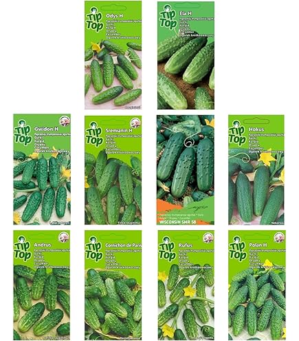 Semence : Concombre (marketmore 76) | Potager Du Québec - Foto 3