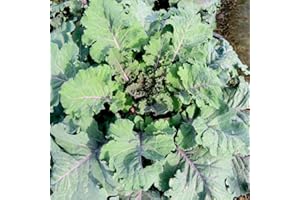 Kale Cottager's - Seeds - Hardy Perennial Variety for Winter Gardening - Heritage Brassica oleracea Seeds - 1 Packet (30 Seeds) by Thompson & Morgan