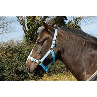 Licol Nylon Rhinegold Pour Poney | Muserolle Réglable, Boucles Laiton | Harnais Équitation Quotidien