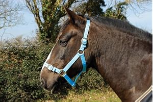 Rhinegold Nylon Headcollar - Pony - Baby Blue