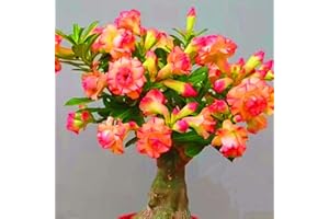 IIEDGE Seltene Wüstenrose Winterhart WüStenrosenknolle Winterhart Seltene Wüstenrose Schnelles Wachstum Schönes Bepflanzen von Staudengärten-1knolle-f