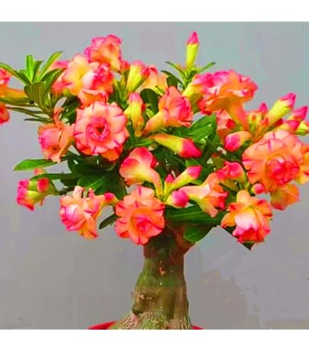 Adenium Obesum Pawpun (Wüstenrose) – 3 Frische Samen Für Exotische Blütenpracht, Pflegeleicht