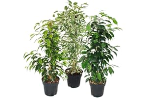 EXOTENHERZ Ficus Benjamini - Set of 3 - Danielle - Anastasia - Twighlight - 17cm pot