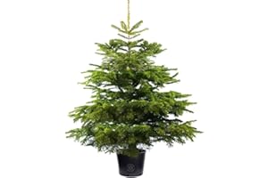 GARDENERSDREAM 90cm Sapin de Nordmann - Plante de Noël en Pot - Plante en Pot Vivante et fraîche