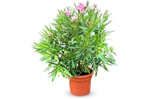 SUNNY TREE Oleander - Aceite esencial (60-80 cm)