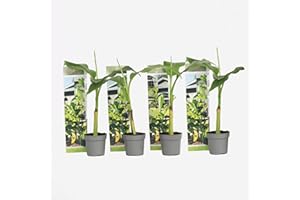 Plant in a Box - Musa Basjoo - Set di 4 - Piante di banane resistenti - Vaso 9cm - Altezza 20-25cm