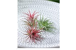 BALDUR-GARTEN GMBH BALDUR Garten Tillandsien Mix, 3 Pflanzen Deko Pflanzen Airplants Luftpflanzen Zimmerpflanzen, Grünpflanze, mehrjährig - frostfrei halten, pflegeleicht, Wasserbedarf gering, Tillandsia