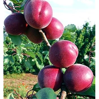 Pianta Di Castagno Bouche De Betizac In Vaso 20cm - Albero Vero Di 2 Anni - Alta 70cm - Resistente E Autofertile - EGarden.store