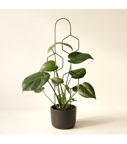 adansonii variegata Monstera Adansonii Variegata Baby main image 1
