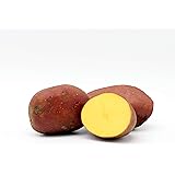 5 kg Pflanzkartoffeln"Luna Rossa" Steckkartoffeln Saatkartoffeln Kartoffeln