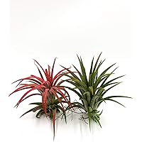 Tillandsia ionantha | Mix"grün+rot" | Luftpflanze | Zimmerpflanze | Urban Jungel | Zimmerpflanzen indoor | Tillandsien…