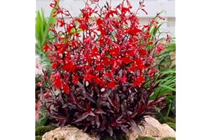 Bloomique - Lobelia Queen Victoria - Lobelie - Teichpflanzen Winterhart - Wasserpflanzen - Zone 1-2 - Höhe 10-20 cm - Topf 9 cm