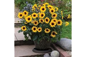 Yellow Sunflower Flowering June to November Award Winning Plant Chelsea Flower Show 2018 Sunbelievable™ Brown Eyed Girl 3 x 9cm Pots by Thompson & Morgan