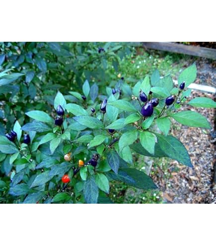 Semi Peperone Tondo Piccante Calabrese - Confezione Da 100 Semi Per Orto