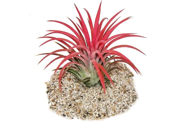 Tillandsia ionantha "Fire" - couleur rouge intense