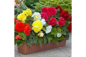 MILLTHORPE PLANT CENTRE Mixed Double Begonia 5, 10 or 20 XL tubers Size 5/6 - Free P&P!! - Millthorpr Plant (10)