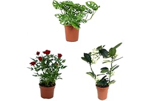 VIPARPLANT Mix Plant Indoor- PAck 3 plantes d'intérieur naturelles (P-4: Monstera + Jazmin + Rosal Mini Rojo)