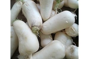 MES GRAINES POTAGÈRES Lote de 500 Semillas de Nabo - Variedad Rústica, Tierna y Dulce - 100 % Natural - Rico en Vitaminas - Garantía de Germinación - Semillas 100 % Reproducibles