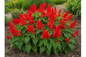 SaatPilot | Salvia splendens 'St John's Fire' | 200 frön | Praktsalvia | St John's Fire