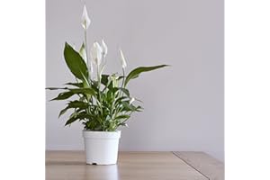 GENERIC Spathiphyllum Peace Lily 'Alana' | 45-50cm Tall | Air Purifying | Low Maintenance