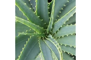 Dominik Blumen und Pflanzen, Echte Aloe Vera, 12cm Topf, ca. 20 - 30 cm hoch, 2 Pflanzen