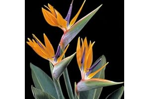SUTTONS EST. 1806 Suttons Strelitzia Bird of Paradise House Plant, Tropical Orange Flowers, Ideal for Houseplants, Patio Pots, Containers, Beds and Borders, 1 x 13cm Potted Plant