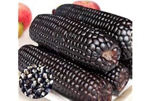 Benoon Semillas De Maíz, 1 Bolsa Semillas De Maíz Semillas De Maíz Ceroso Dulce De Alta Tasa De Germinación Natural Para Invernadero Negro Semillas de maiz