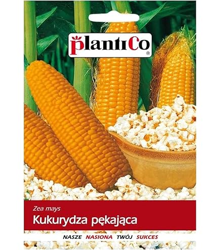 Semi Di Mais Per Popcorn Battle - Confezione Da 180cm - Foto 3