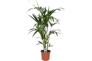 Kentia Palm (Howea forsteriana) 100–120 cm – robust inomhusväxt för inomhusbruk – lättvårdat dekorativt element för vardagsrum, kontor och sovrum