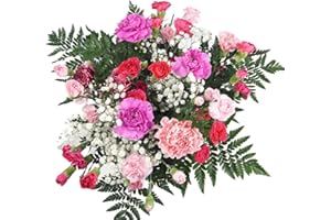 Homeland Florists Flowers Delivery Next Day Prime UK - Pink Mixed Carnation Bouquet - Long Lasting & Pretty Bunch Delivered for Mothers Day or Birthday Gift