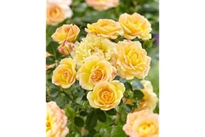 VEG SRLS Pianta da esterno roseto ROSA GIALLA PLANTARETTE 'ELIZABETH'